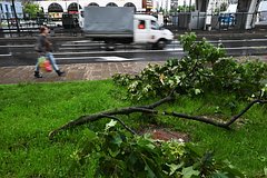 Дерево рухнуло на женщину в центре Москвы