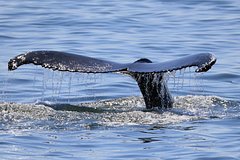 Морской гигант всплыл у берегов России