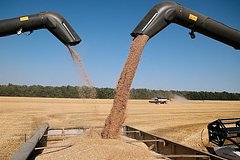 России спрогнозировали резкий рост вывоза ключевой агрокультуры