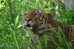 Женщина стала жертвой таинственной дикой кошки